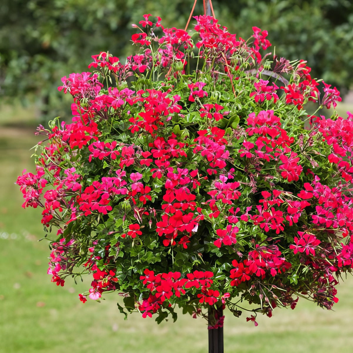 Pelargonium Reach Out Red P68pelror - Garden Express Australia