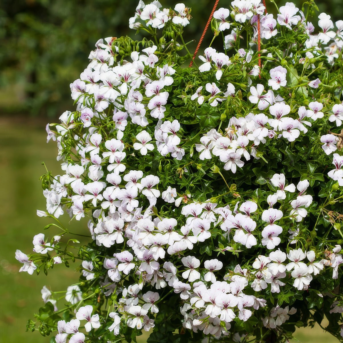Pelargonium Reach Out White 2 P68pelrow - Garden Express Australia