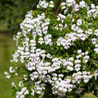 Pelargonium Reach Out White 2 P68pelrow - Garden Express Australia