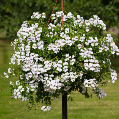Pelargonium Reach Out White P68pelrow - Garden Express Australia