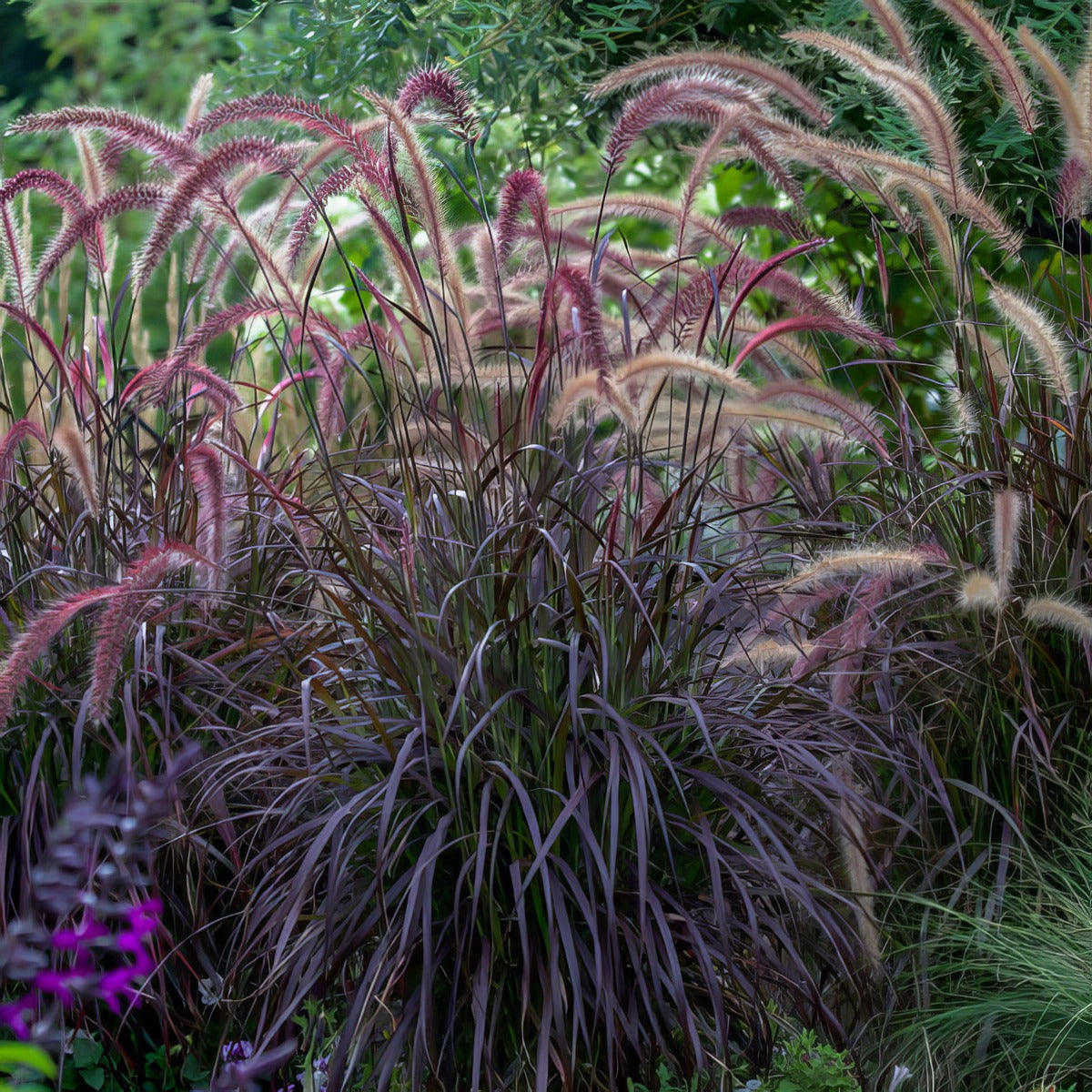 Pennisetum Dwarf Red Riding Hood Fountain Grass Lpopendrrh - Garden Express Australia