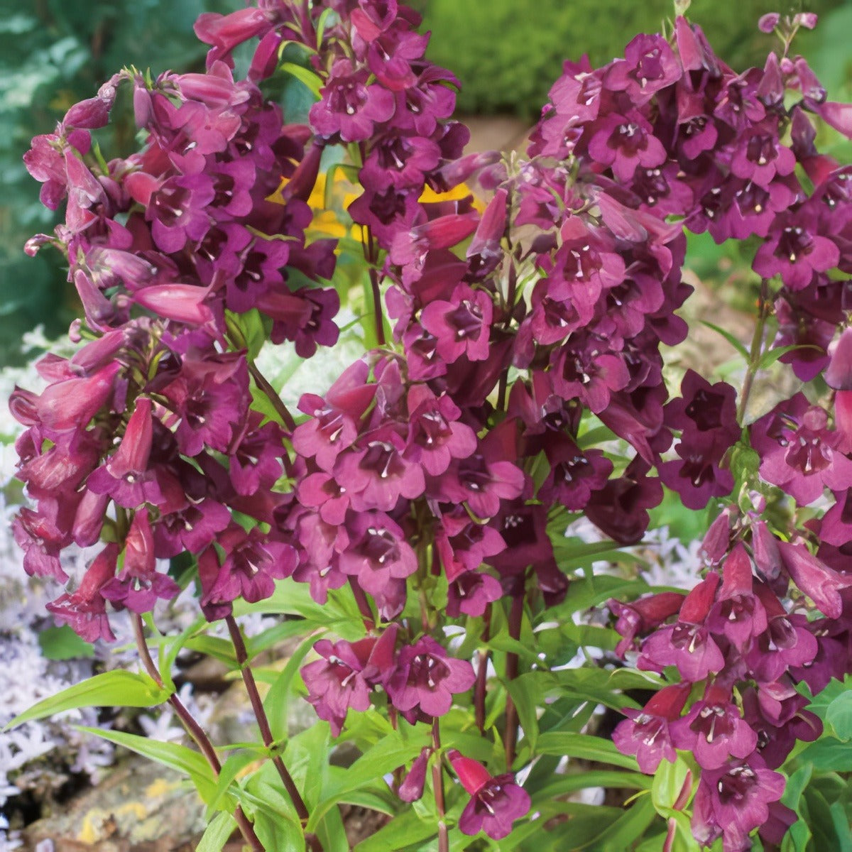 Penstemon Blackbird 2013 - Garden Express Australia