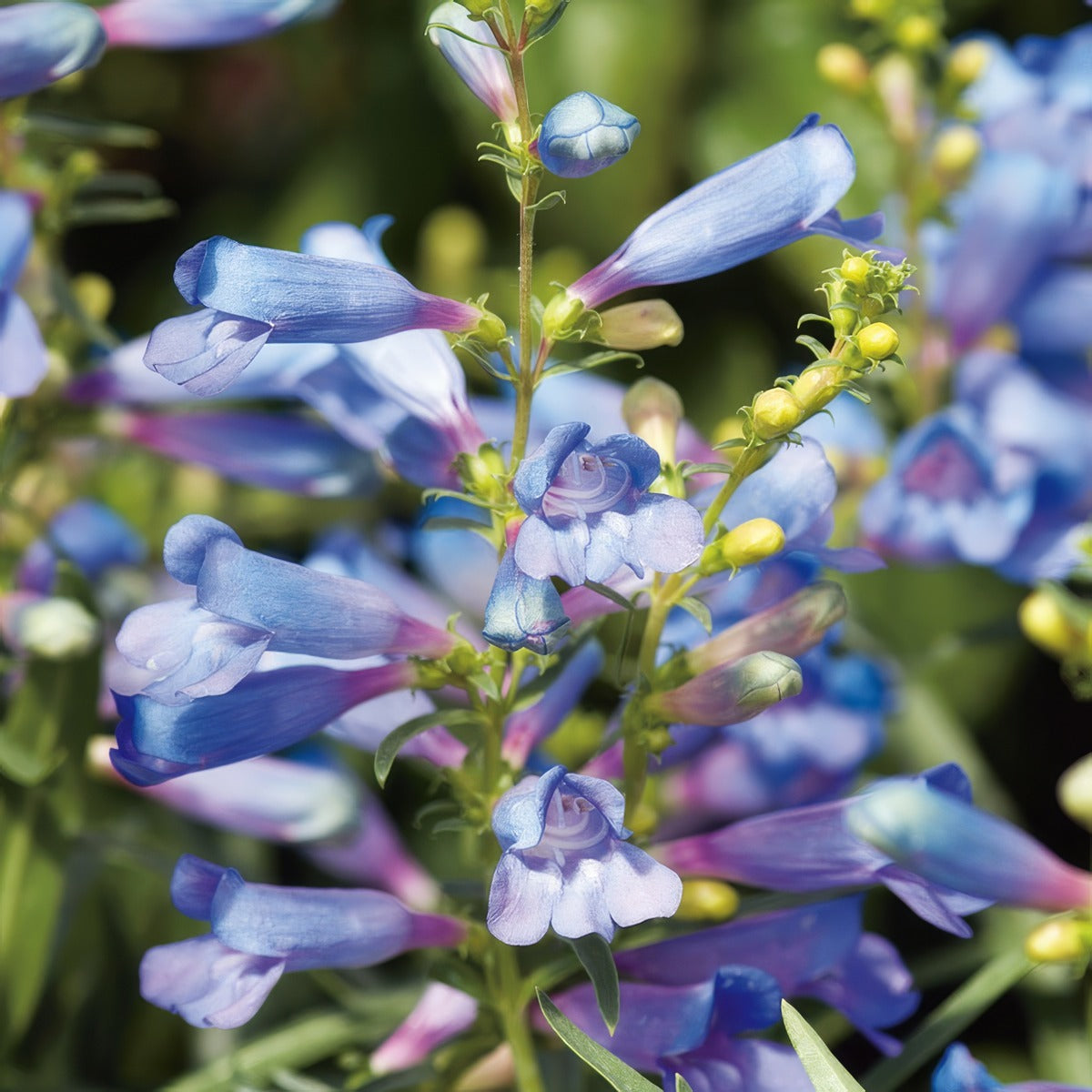 Penstemon Electric Blue Lpopenebl - Garden Express Australia