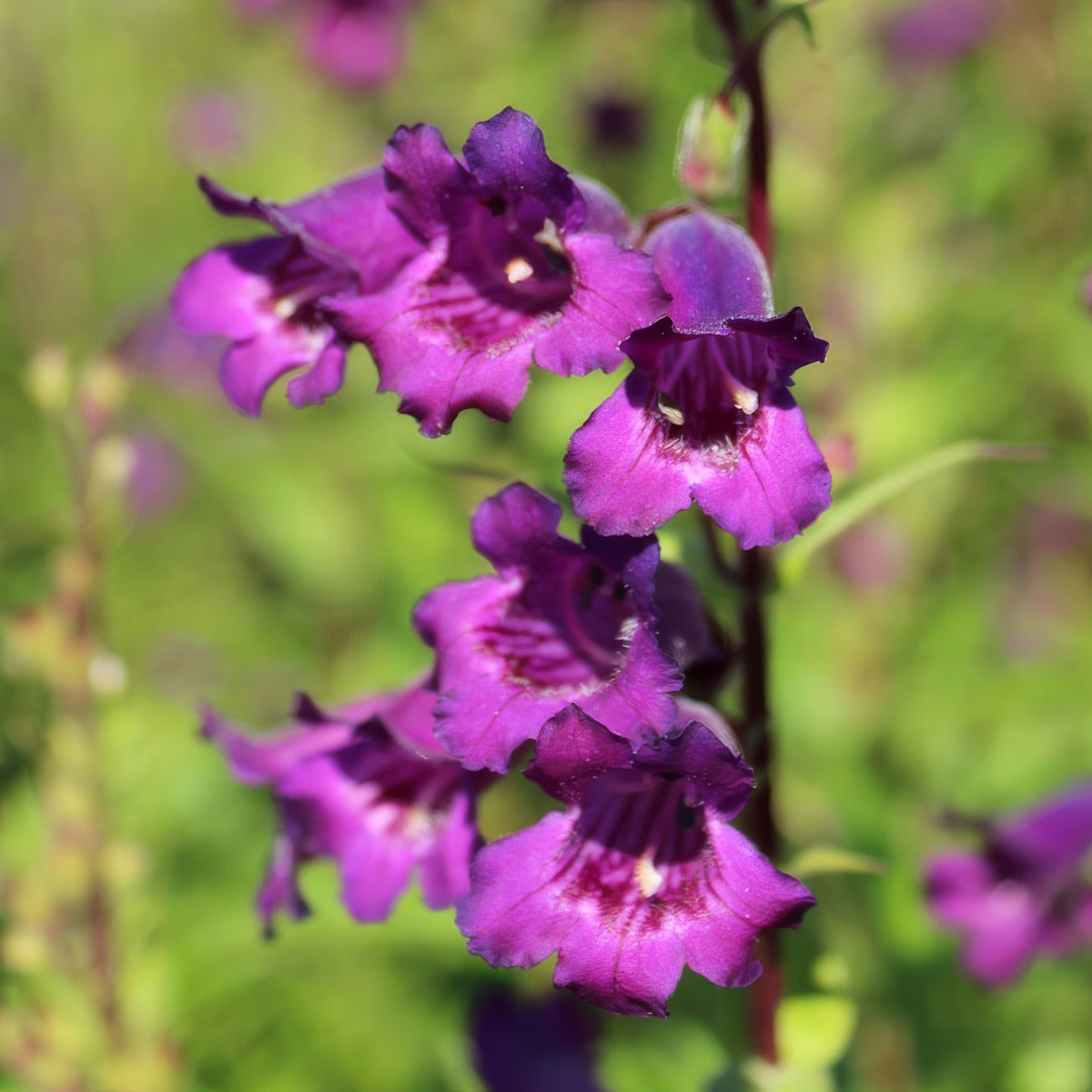 Penstemon Russian River Lpopenrri - Garden Express Australia