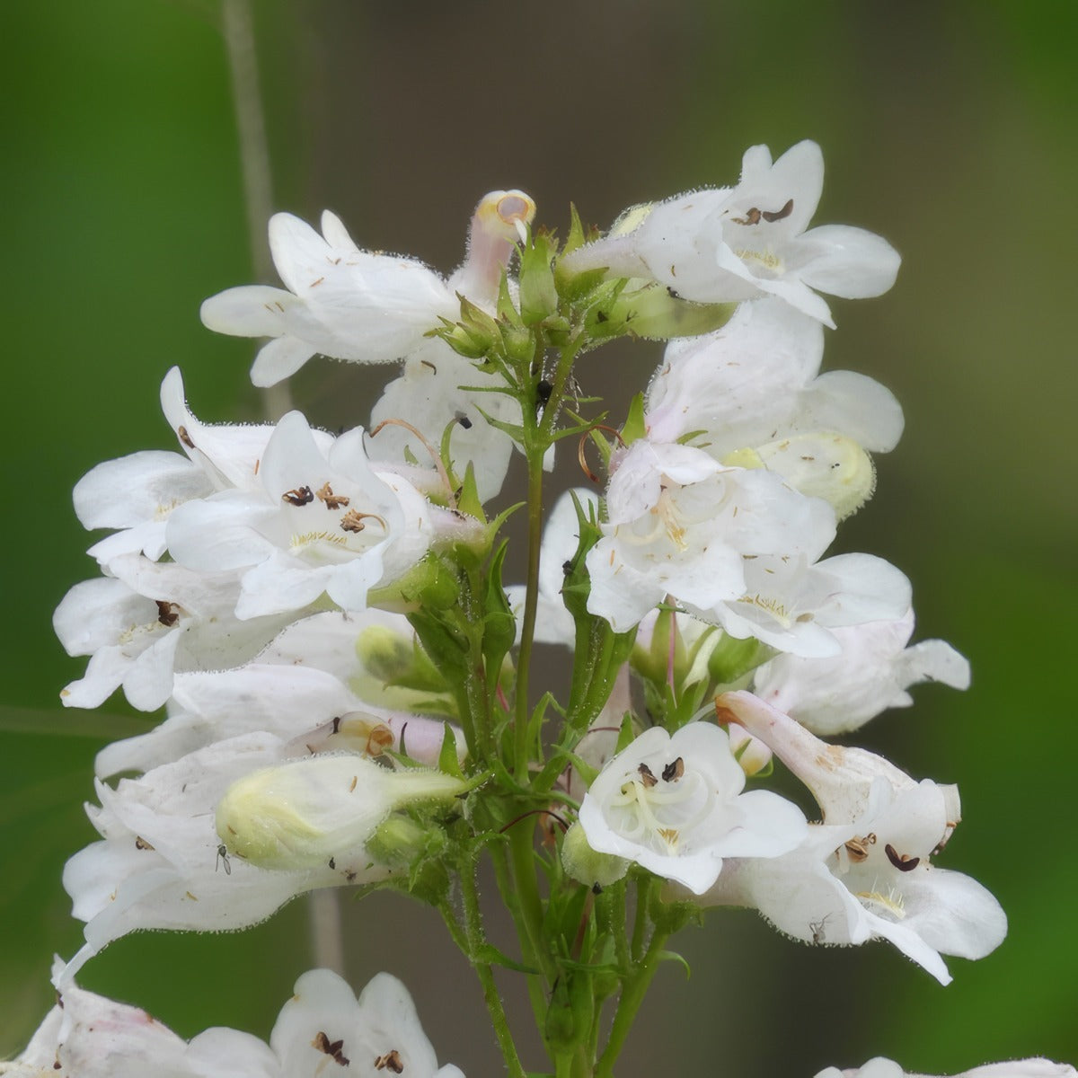 Penstemon Snow White Lpopenswh - Garden Express Australia