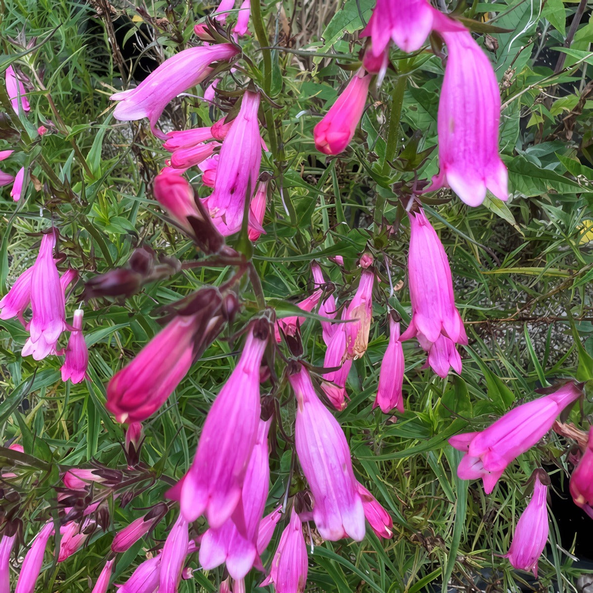 Penstemon Evelyn 1 P75peneve - Garden Express Australia