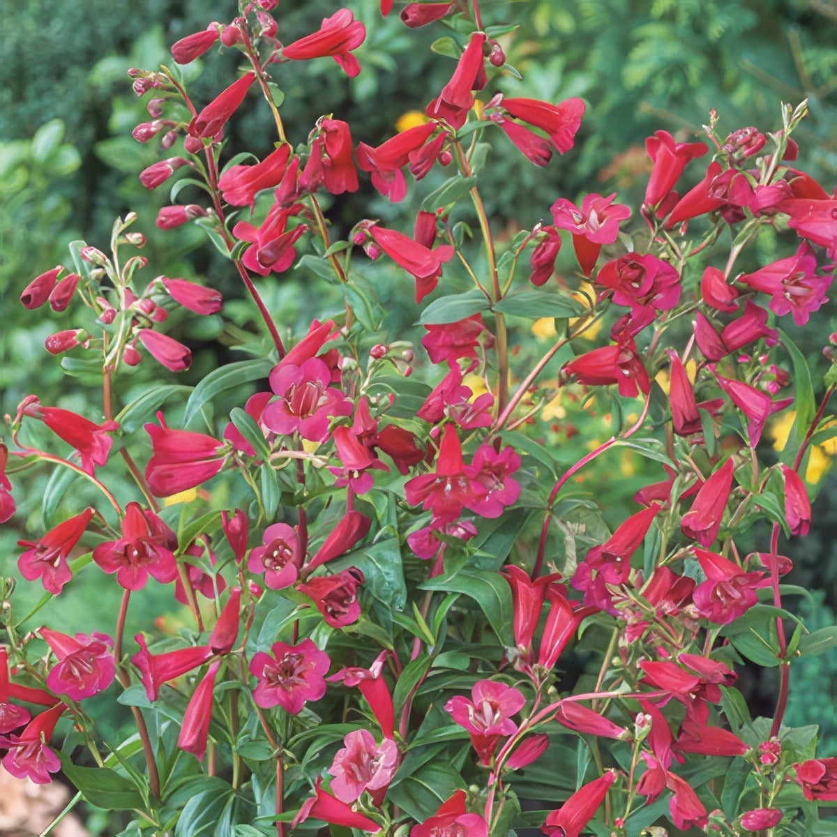 Penstemon Firebird Lpopenfbi - Garden Express Australia