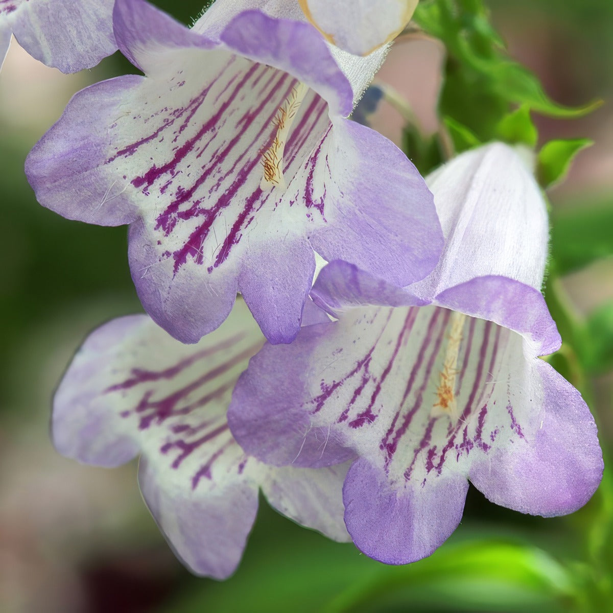 Penstemon Lilac Moon P68penlmo - Garden Express Australia