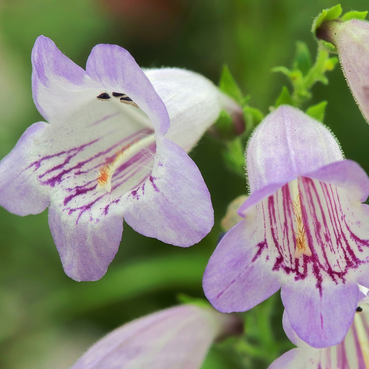 Penstemon Mother Of Pearl - Garden Express Australia