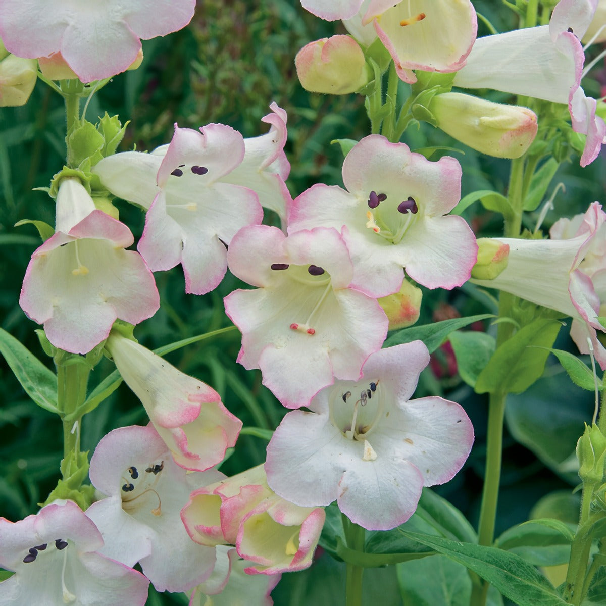 Penstemon Thorn P68pentho - Garden Express Australia