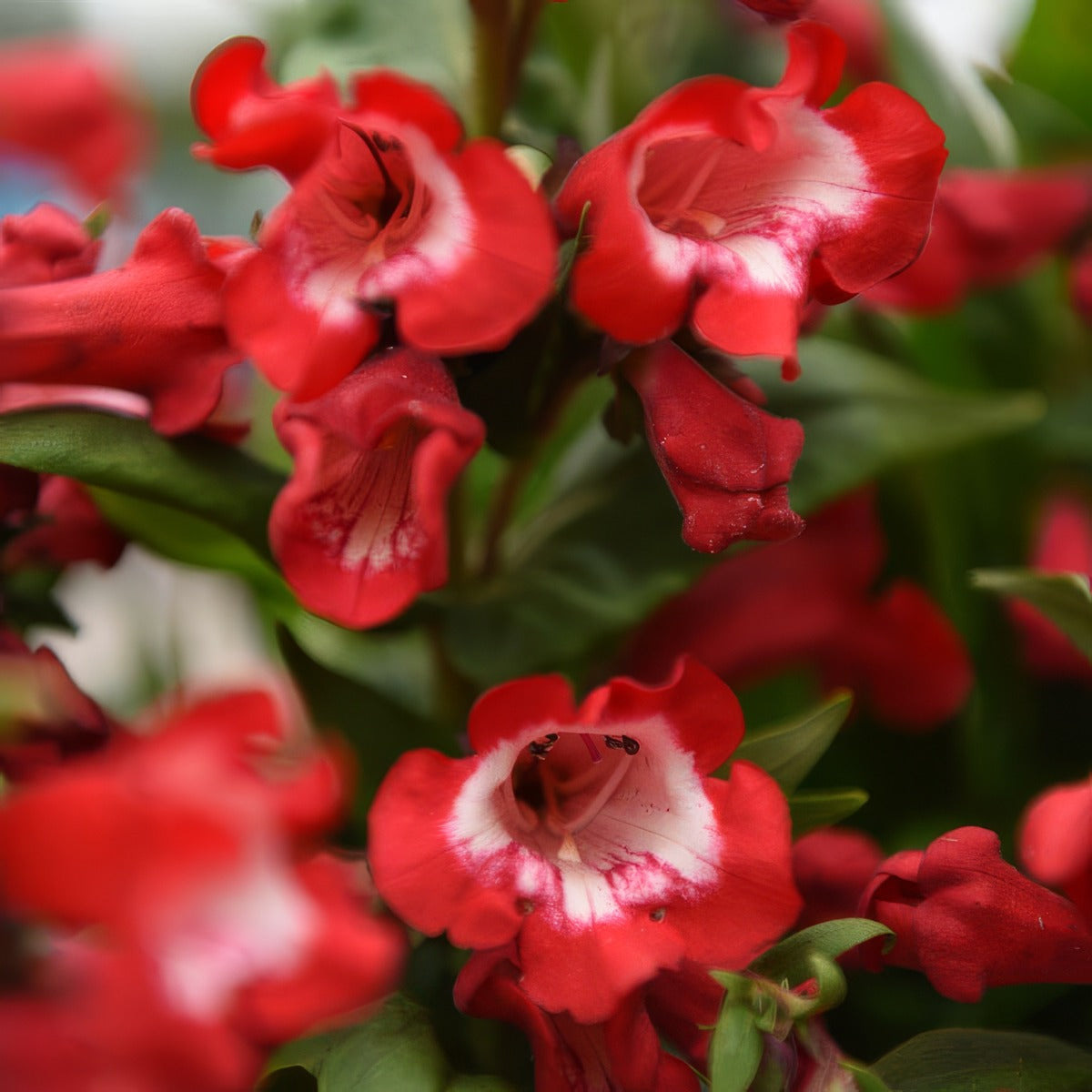 Penstemon Pep Talk Red G1 - Garden Express Australia