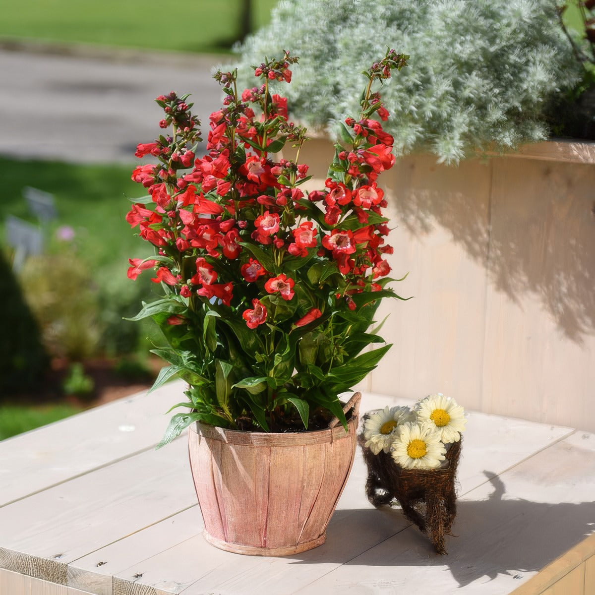 Penstemon Pep Talk Red P68penptr - Garden Express Australia