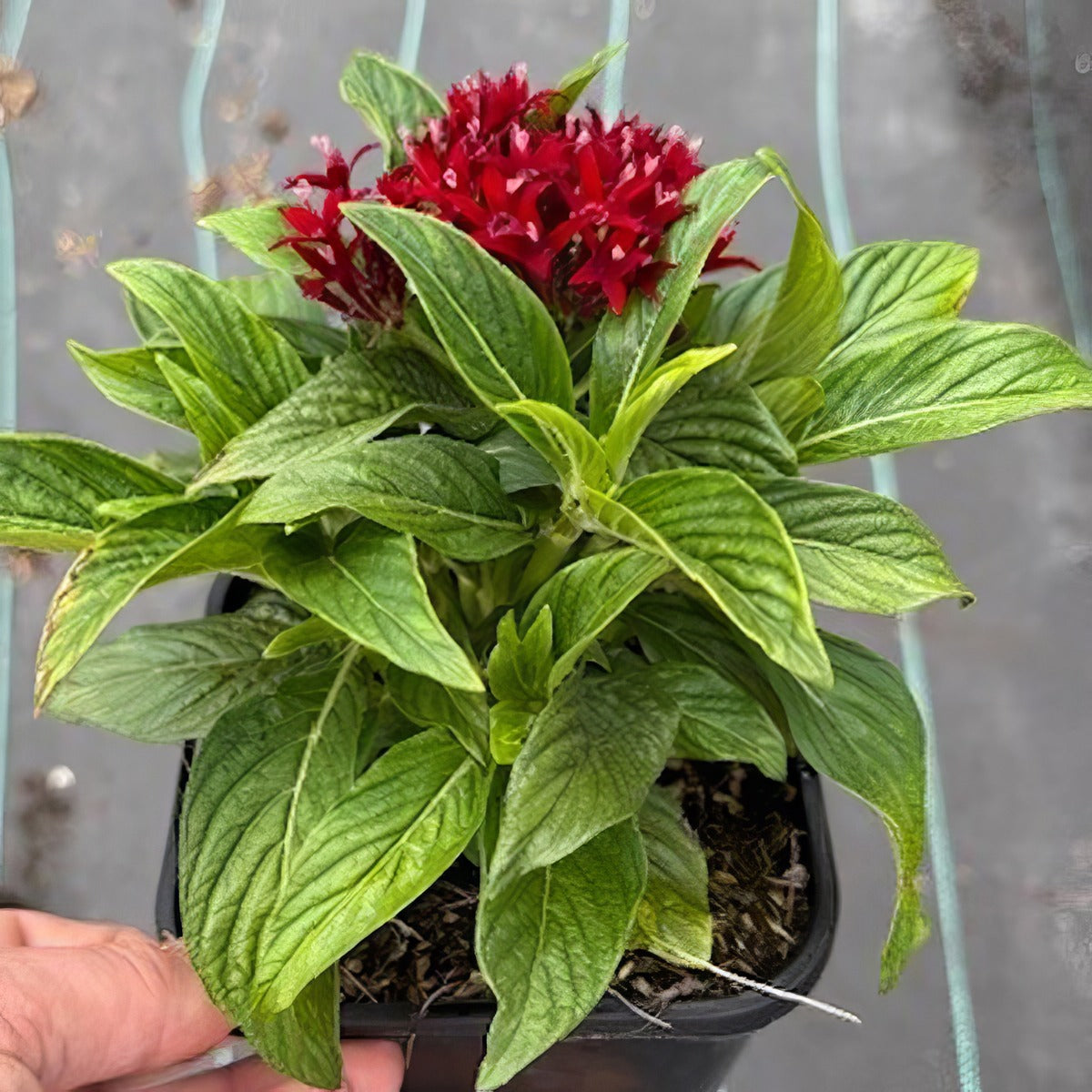 Pentas Lucky Star Dark Red - Garden Express Australia
