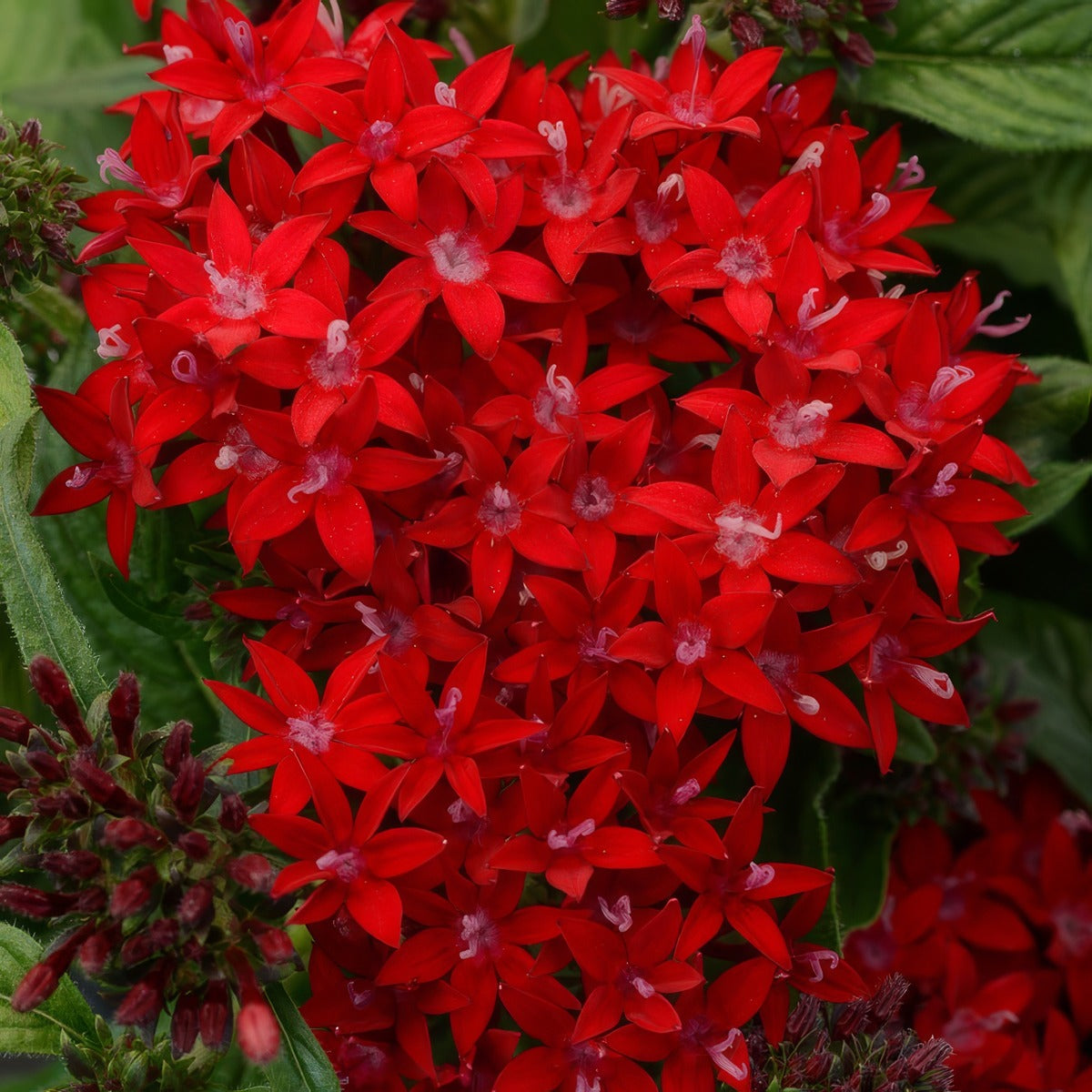 Pentas Lucky Star Dark Red P14penldr - Garden Express Australia