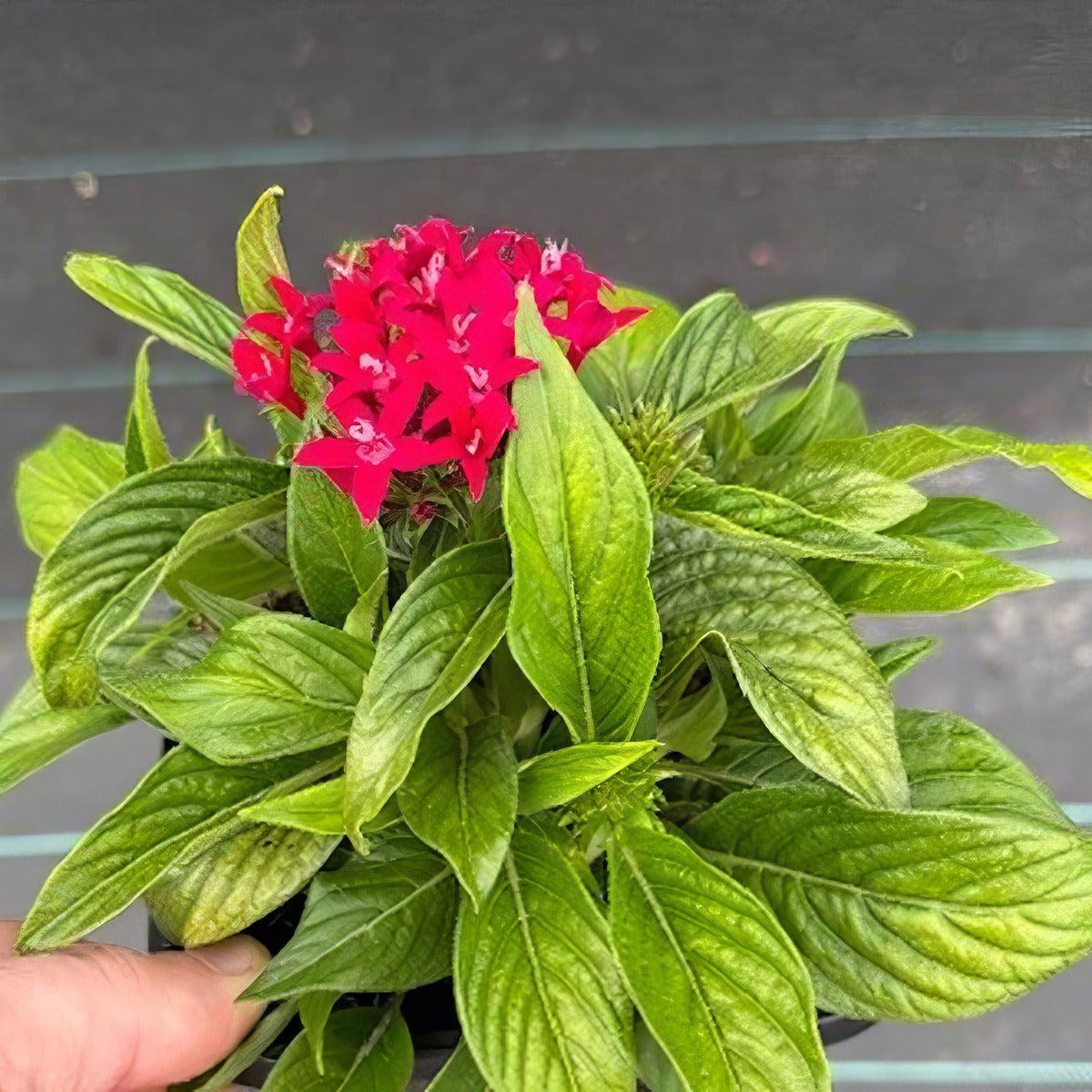 Pentas Lucky Star Lipstick - Garden Express Australia