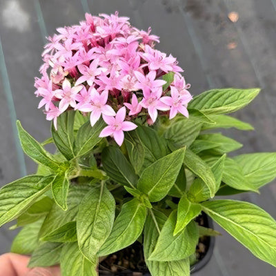 Pentas Lucky Star Lavender - Garden Express Australia
