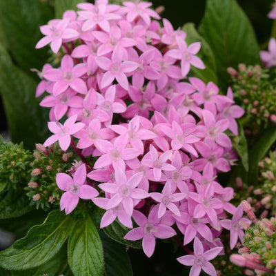 Pentas Lucky Star Lavender P14penlslv - Garden Express Australia