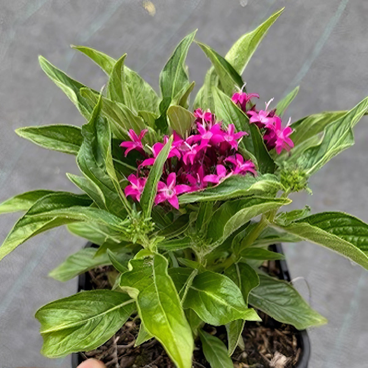 Pentas Lucky Star Violet - Garden Express Australia