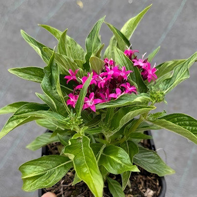 Pentas Lucky Star Violet - Garden Express Australia
