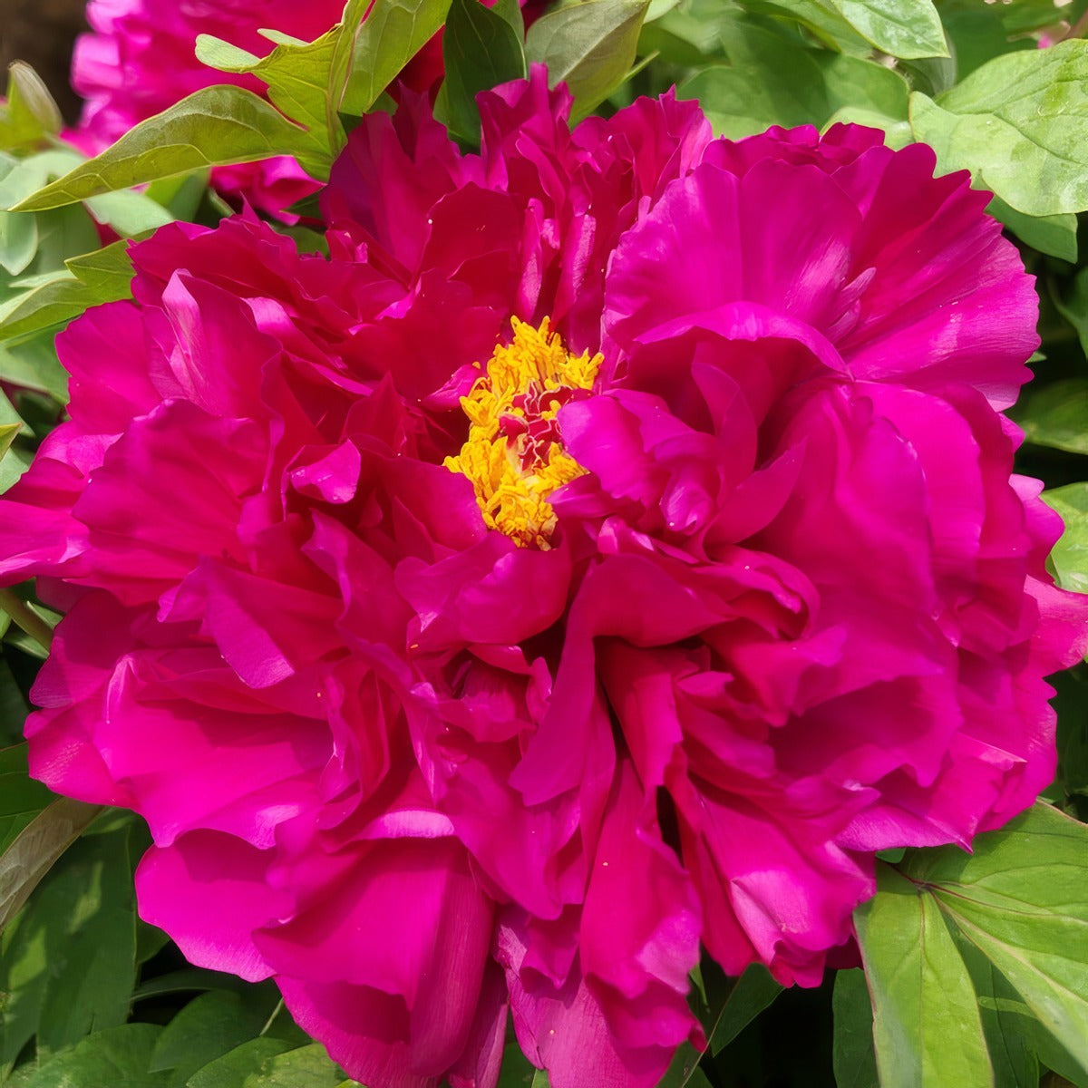 Itoh Peony Belle Toulousaine Pkitobto - Garden Express Australia