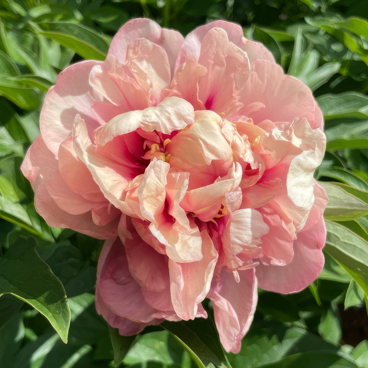 Itoh Peony Caroline Constabel 2026 Pkitocco - Garden Express Australia