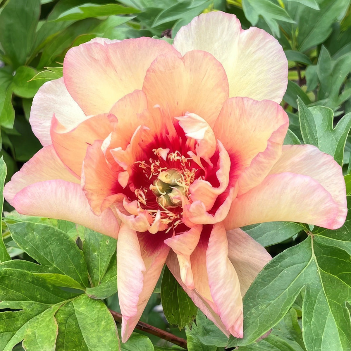 Tree Peony Callies Memory Pktpacme - Garden Express Australia