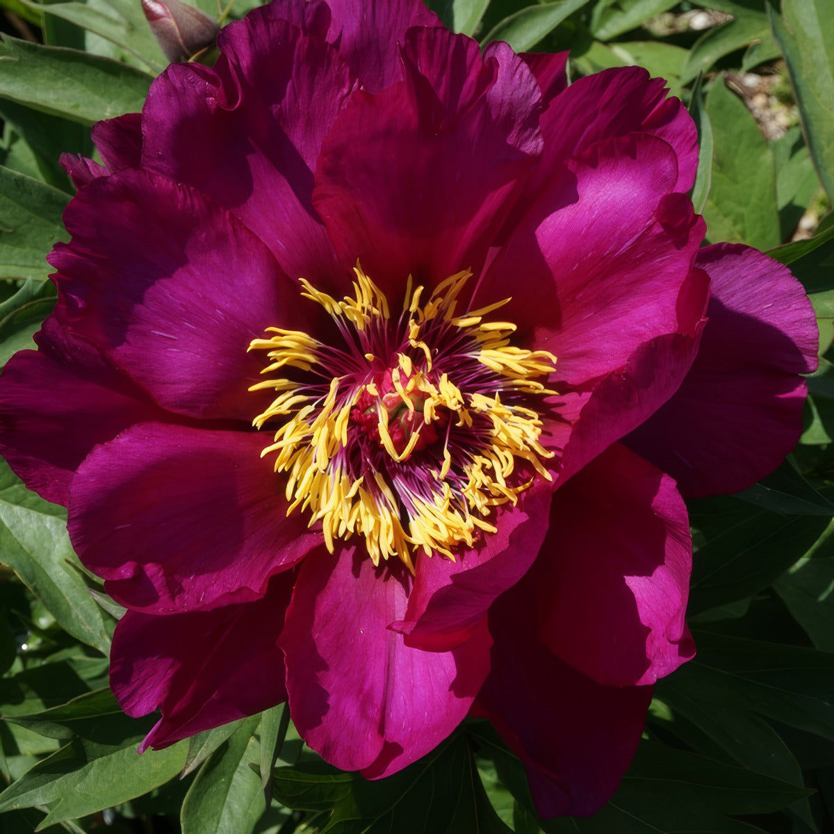 Itoh Morning Lilac Pkitomli - Garden Express Australia