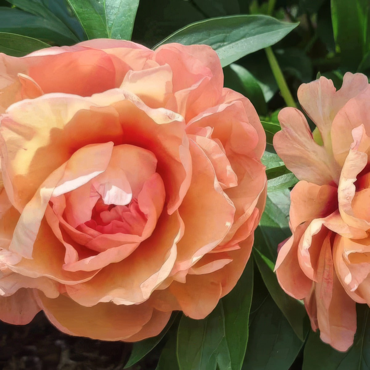 Itoh Peony Soliel Dambre Pkitosda - Garden Express Australia