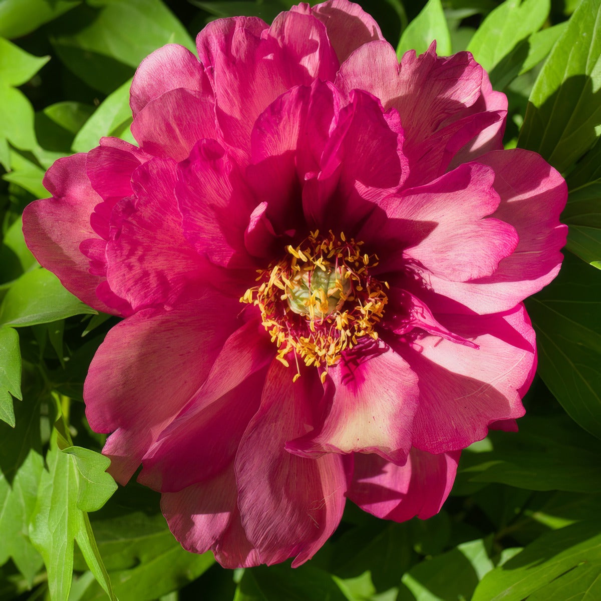 Itoh Peony Yankee Doodle Dandy Pkitoydd - Garden Express Australia
