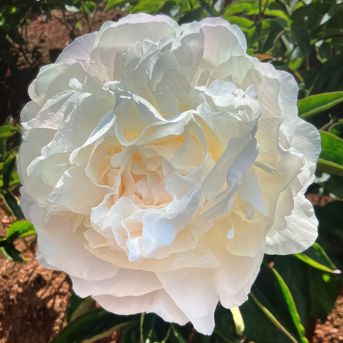Peony Rose Cheddar Supreme Pkprochs - Garden Express Australia