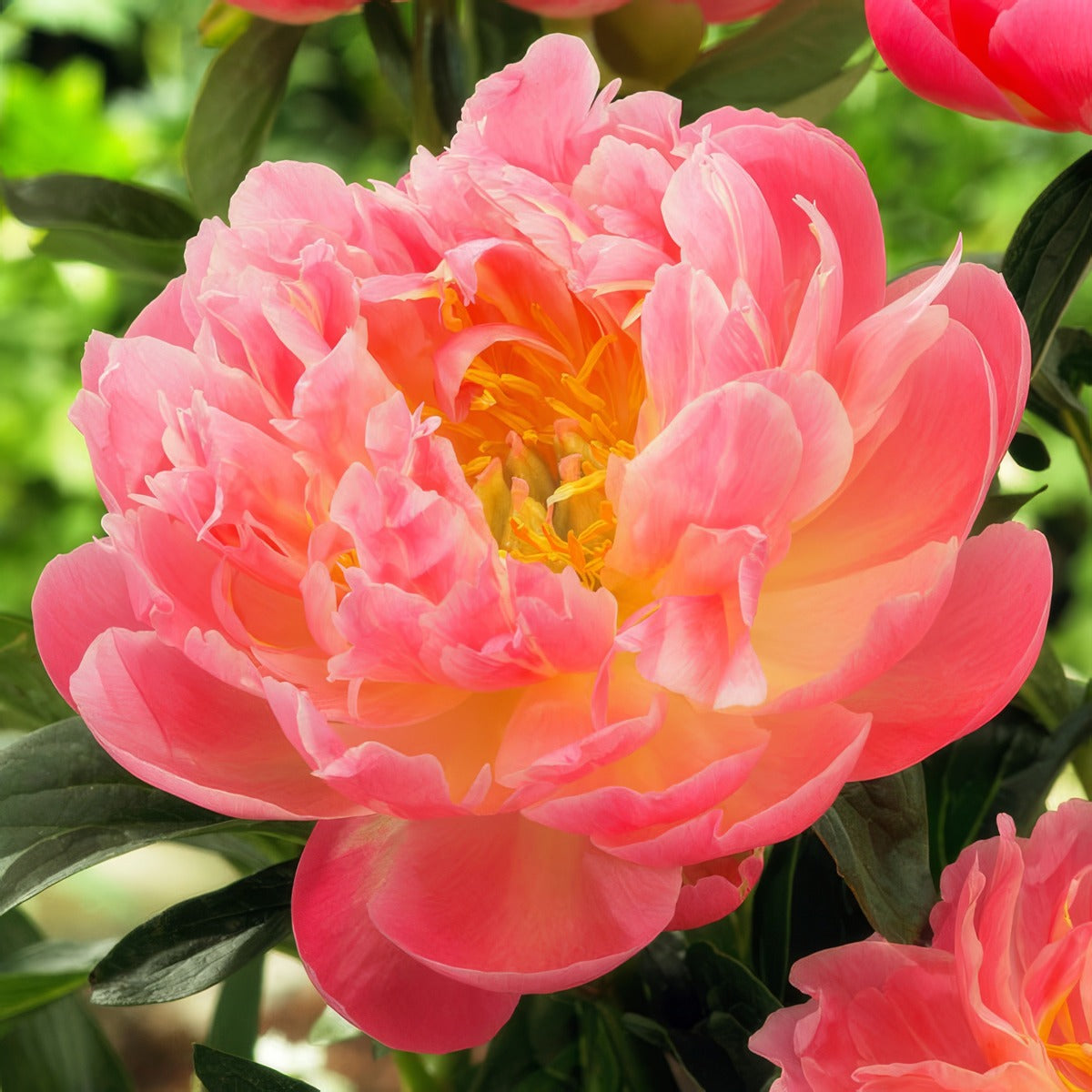 Peony Rose Coral Pink Hawaiian Pkprocph - Garden Express Australia
