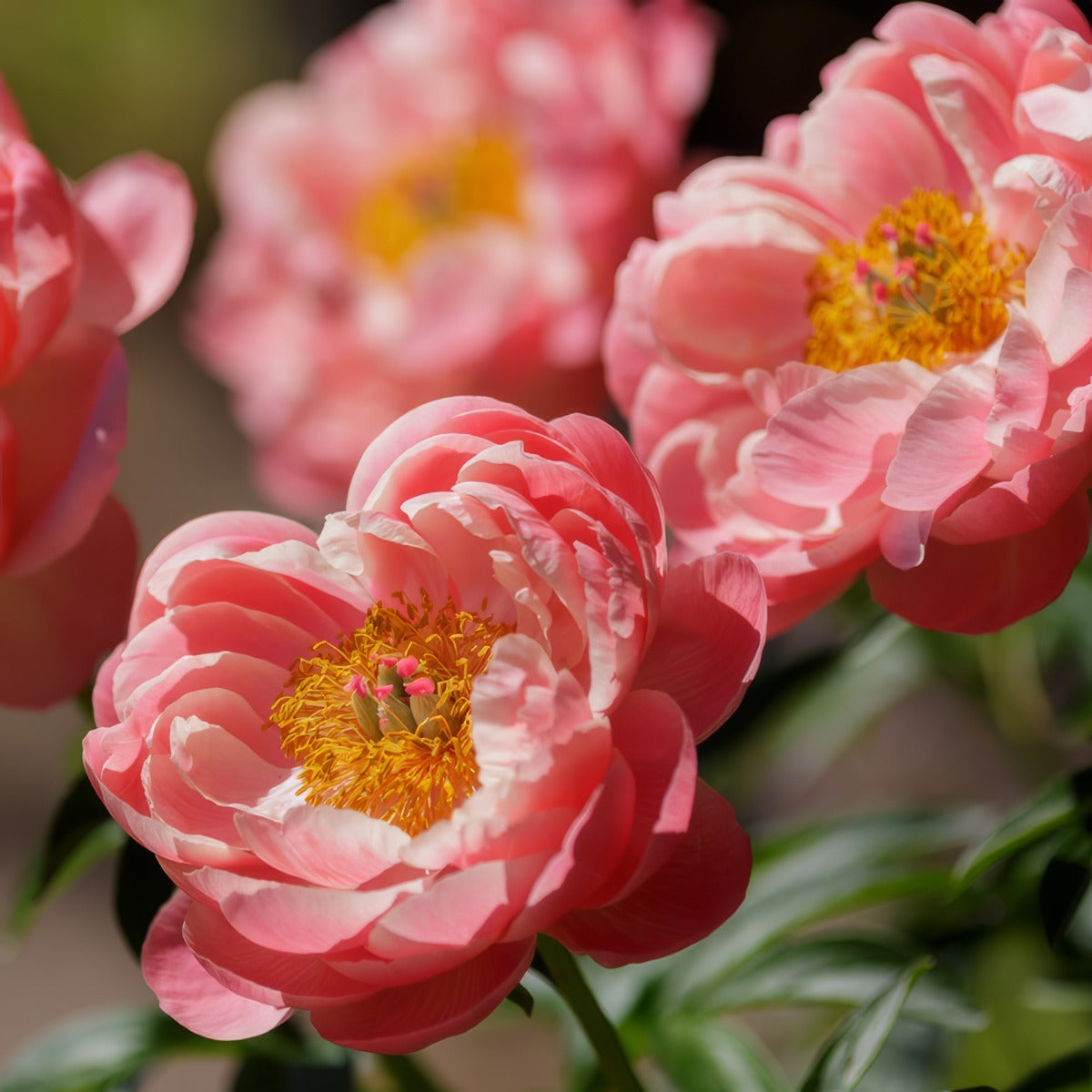 Peony Rose Coral Supreme Pkprocsp - Garden Express Australia