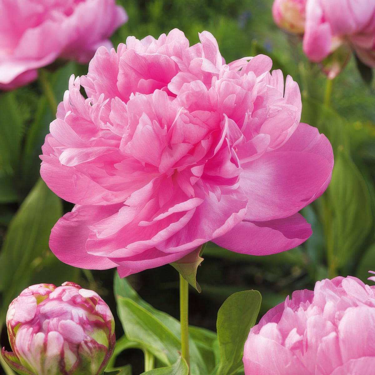 Peony Dr Alexander Fleming Pkprodal - Garden Express Australia