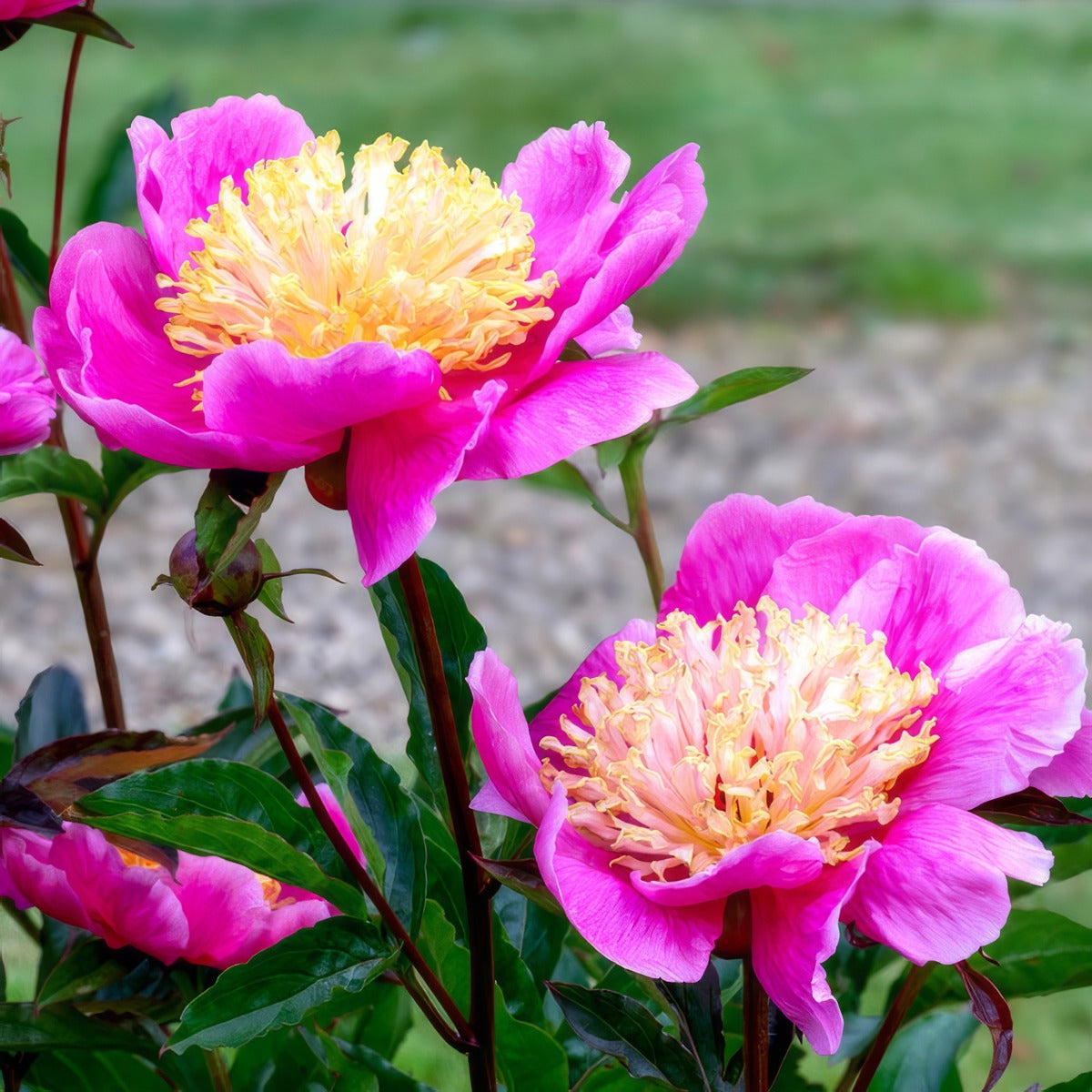 Peony Rose Doreen Pkprodor - Garden Express Australia