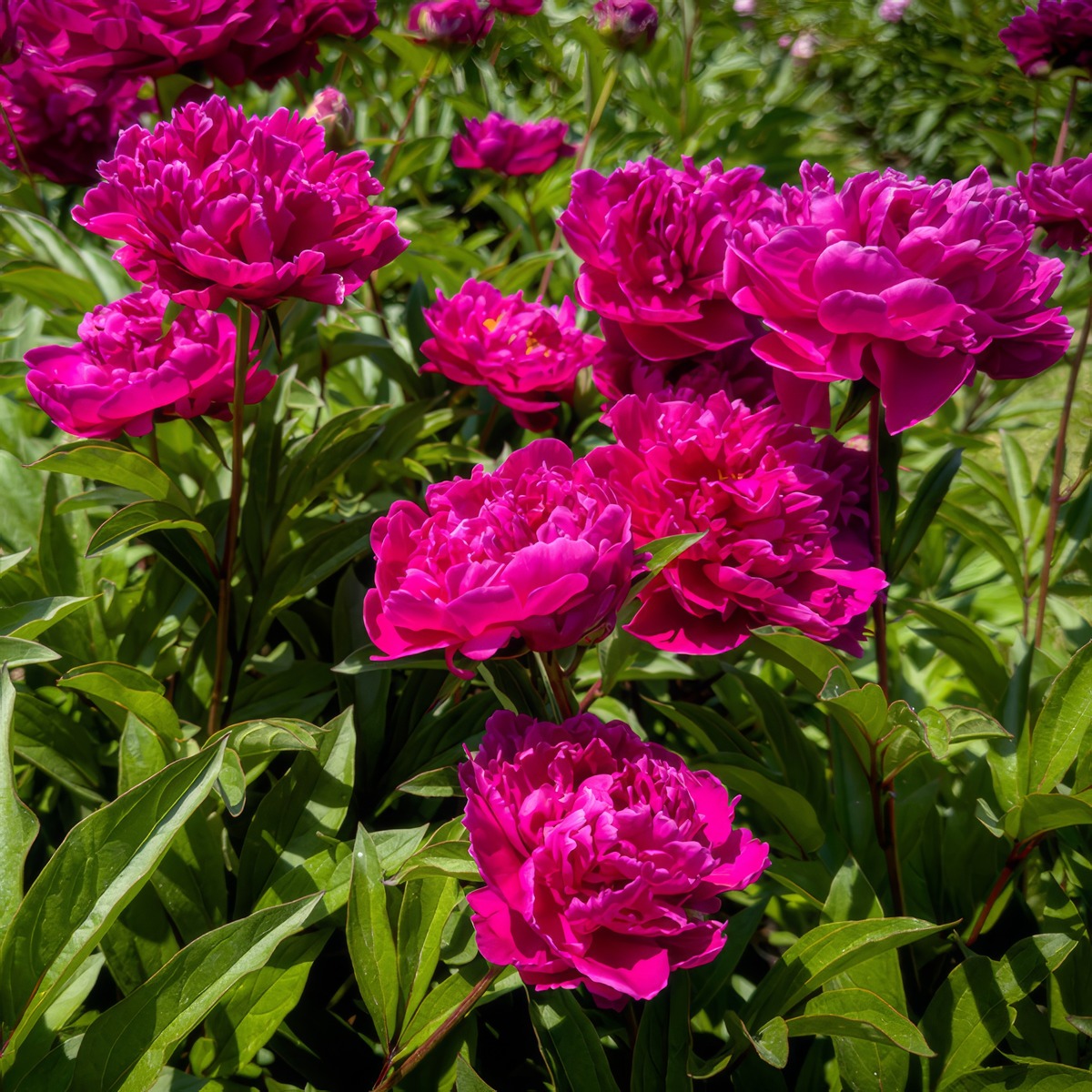 Peony Rose Felix Crousse Pkprofcr 2026 - Garden Express Australia