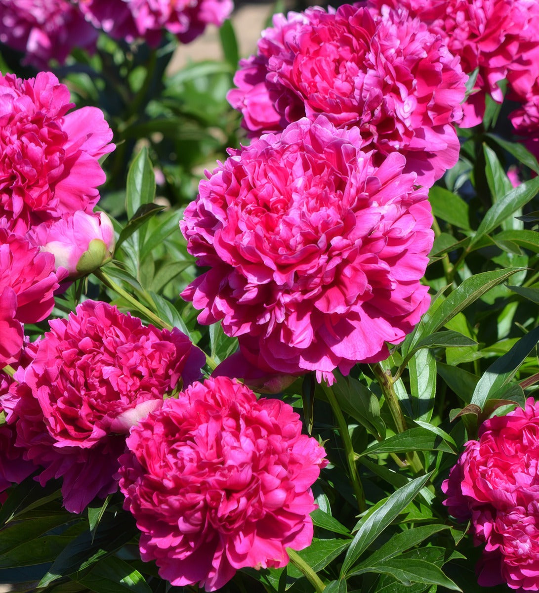 Peony Rose Felix Supreme Pkprofsu - Garden Express Australia