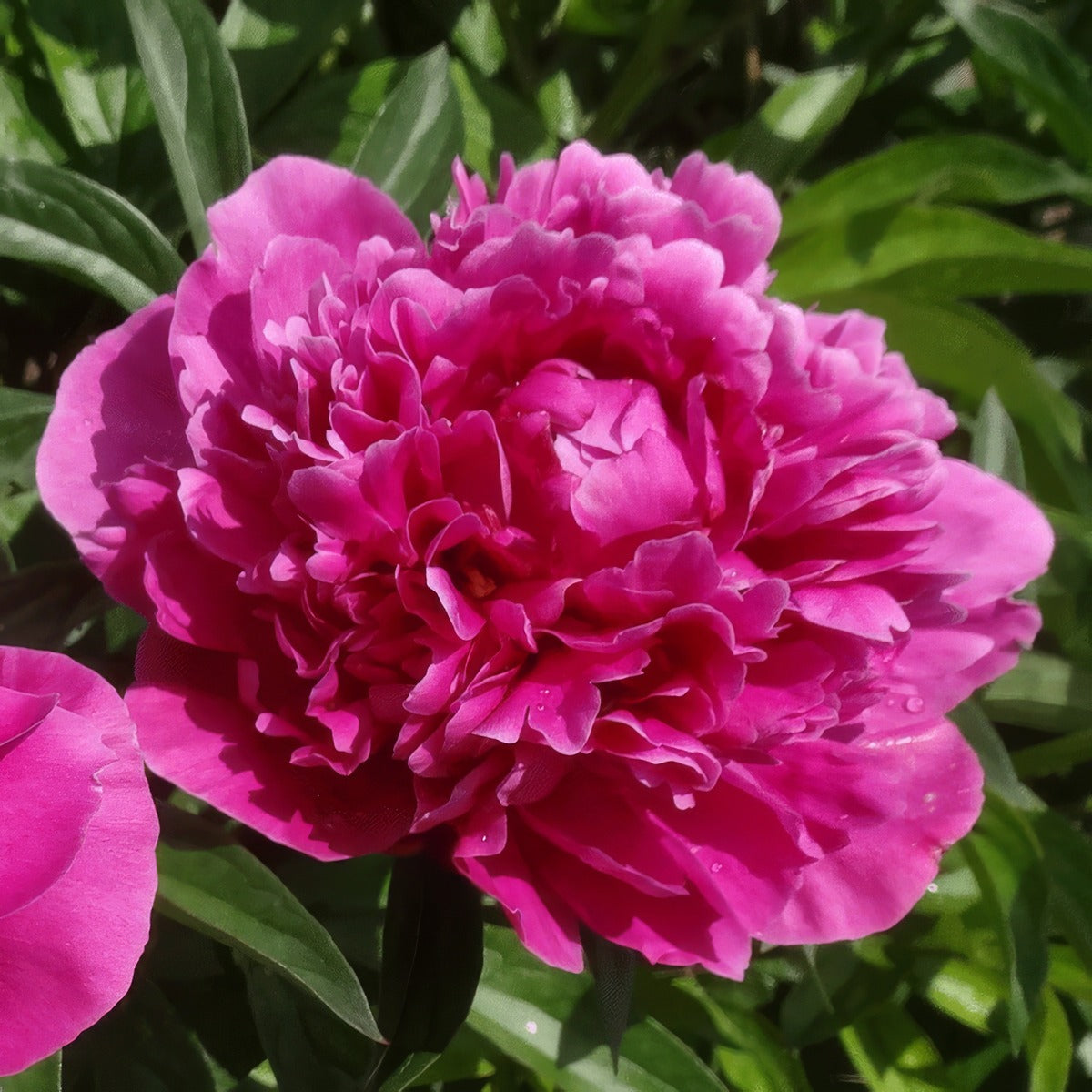 Peony Rose Karl Rosenfield Pkprokro 1 - Garden Express Australia