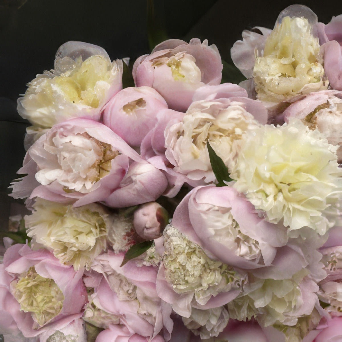 Peony Lady Alexander Duff 13 - Garden Express Australia