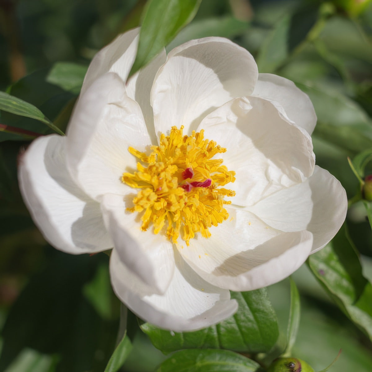 Peony Rose Moonshine Pkpromoo - Garden Express Australia