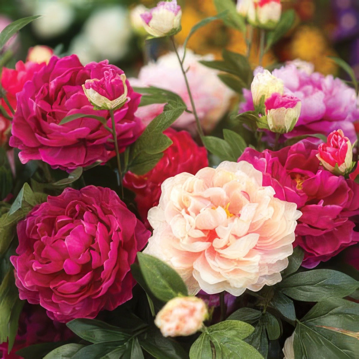 Peony Rose Mixed Pkpromxd - Garden Express Australia