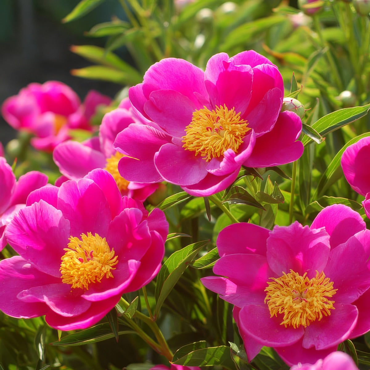 Peony Rose Nymphe Pkpronym - Garden Express Australia
