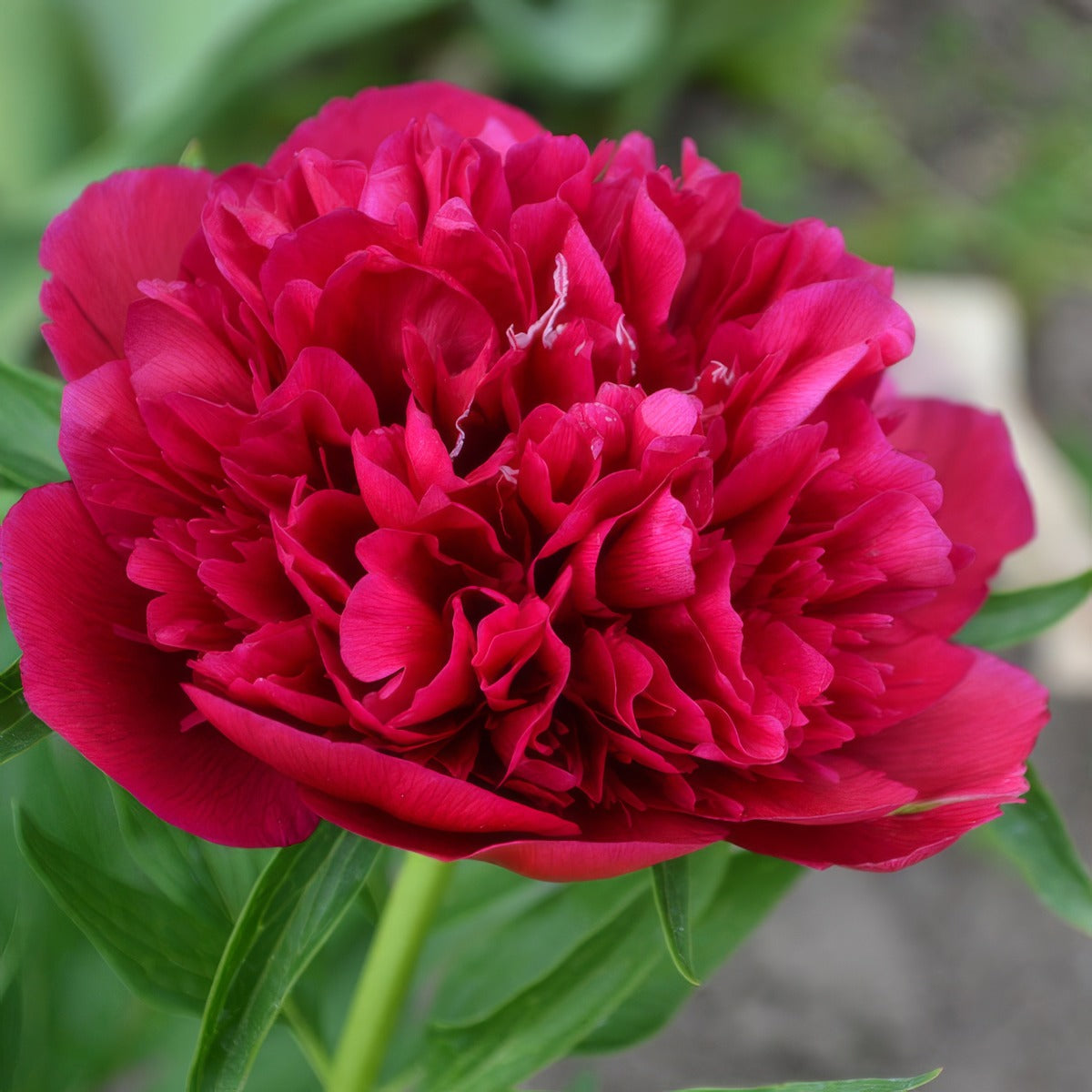 Peony Red Sarah Bernhardt Pkprorsb - Garden Express Australia