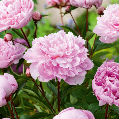 Peony Sarah Bernhardt 2025 Pkprosbe - Garden Express Australia