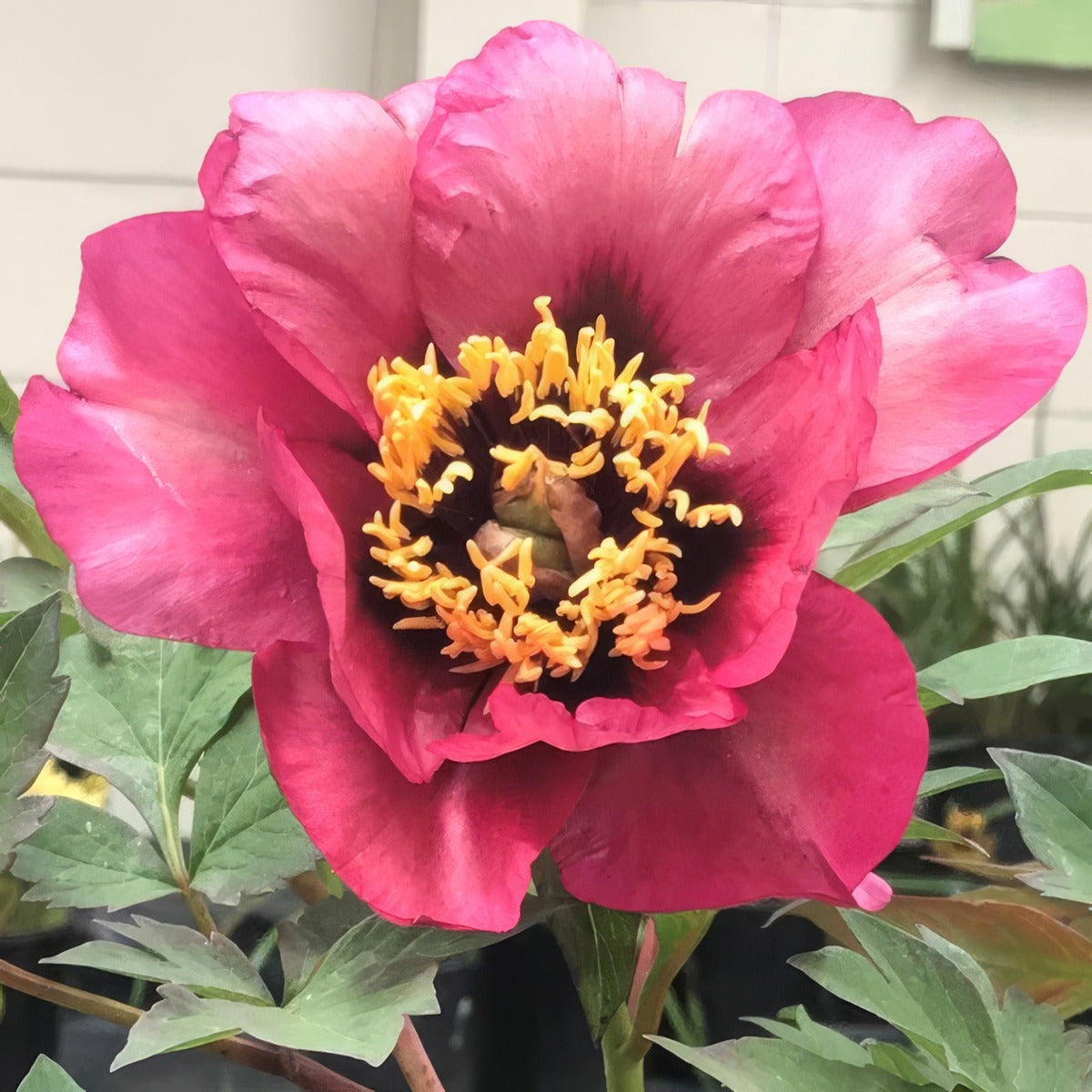 Tree Peony Aloft Demetrius Pktpaade - Garden Express Australia
