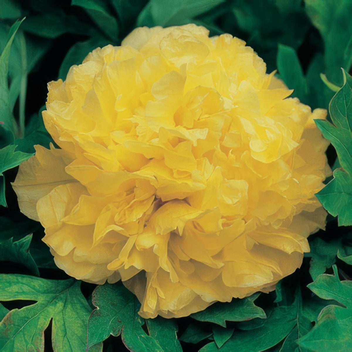 Tree Peony Alice Harding 15 - Garden Express Australia