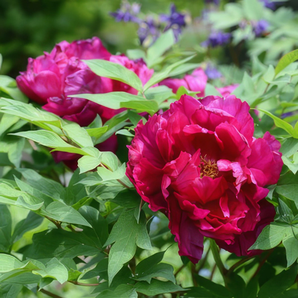 Tree Peony Banquet 16 - Garden Express Australia