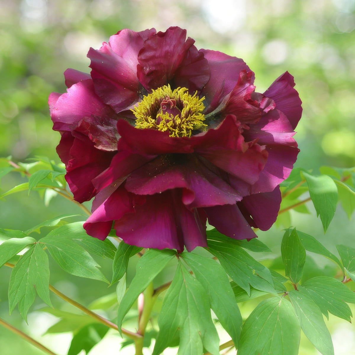 Tree Peony Black Panther Pktpabpa 2026 - Garden Express Australia