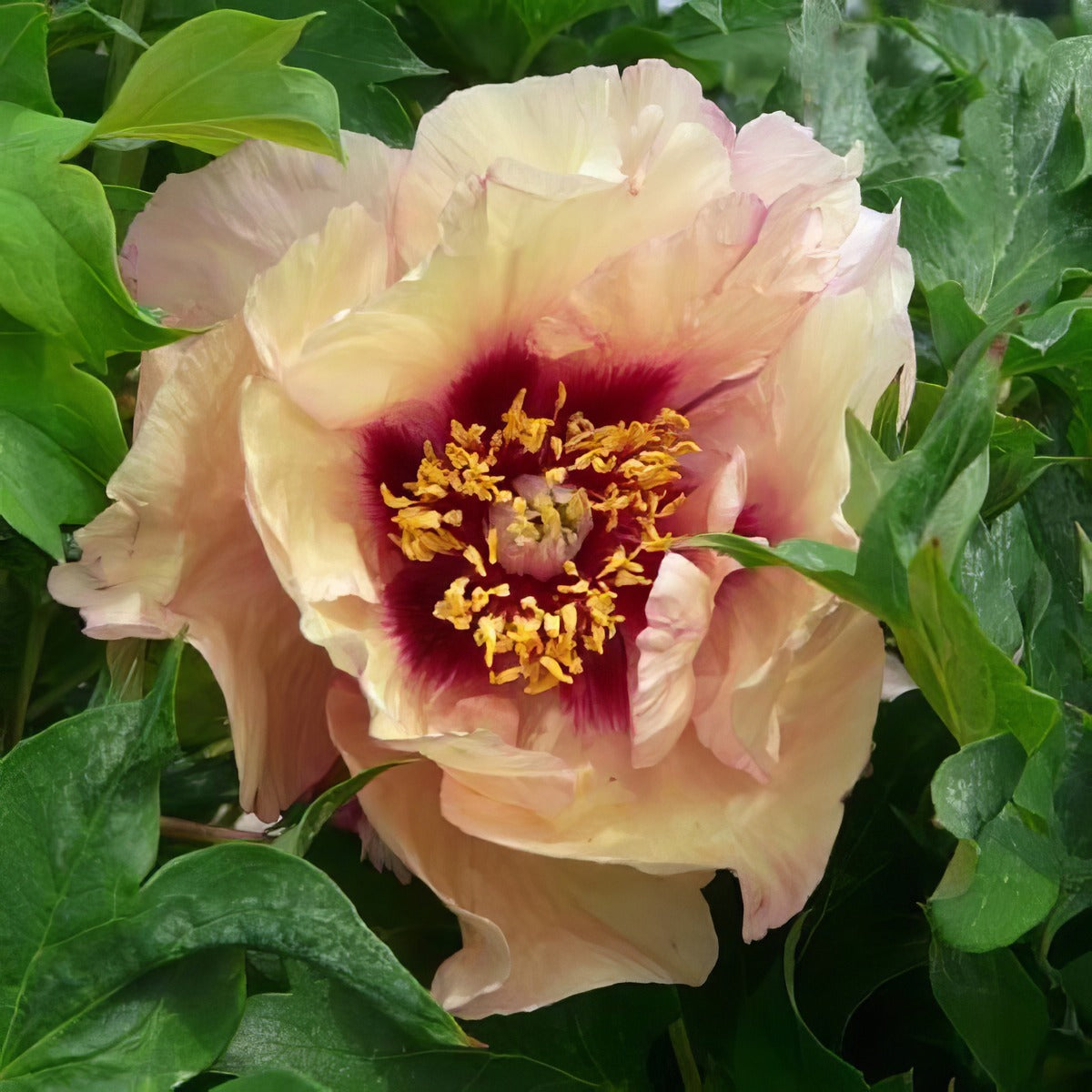 Tree Peony Composure Pktpacom - Garden Express Australia