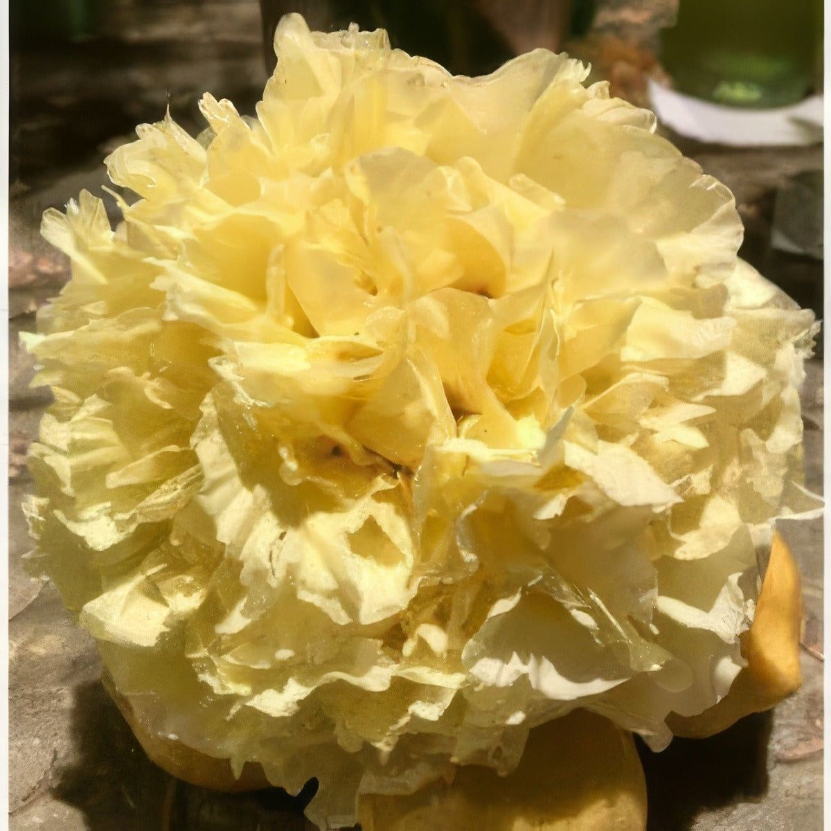 Tree Peony Golden Hind Pktpaghi 300x300 - Garden Express Australia