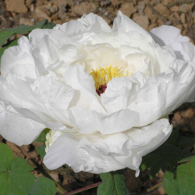 Tree Peony Hakuojishi 1 Pktpahak 2026 - Garden Express Australia